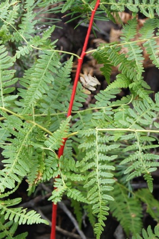 20110910_north rim_solo_jg_jg_0005.JPG 20110910_north rim_solo_jg_jg_0005.JPG